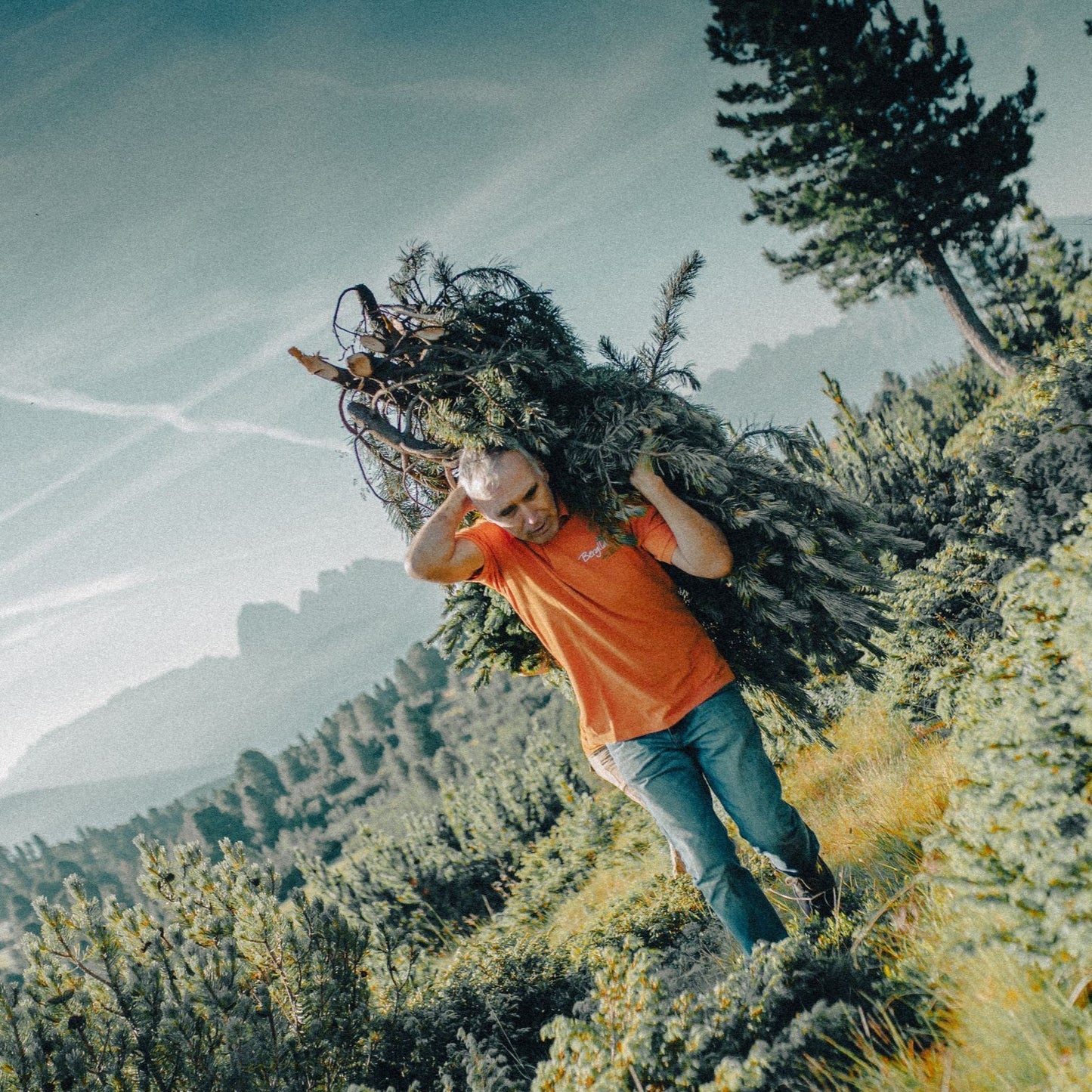 Person carrying a large bundle of pine branches on a mountain trail