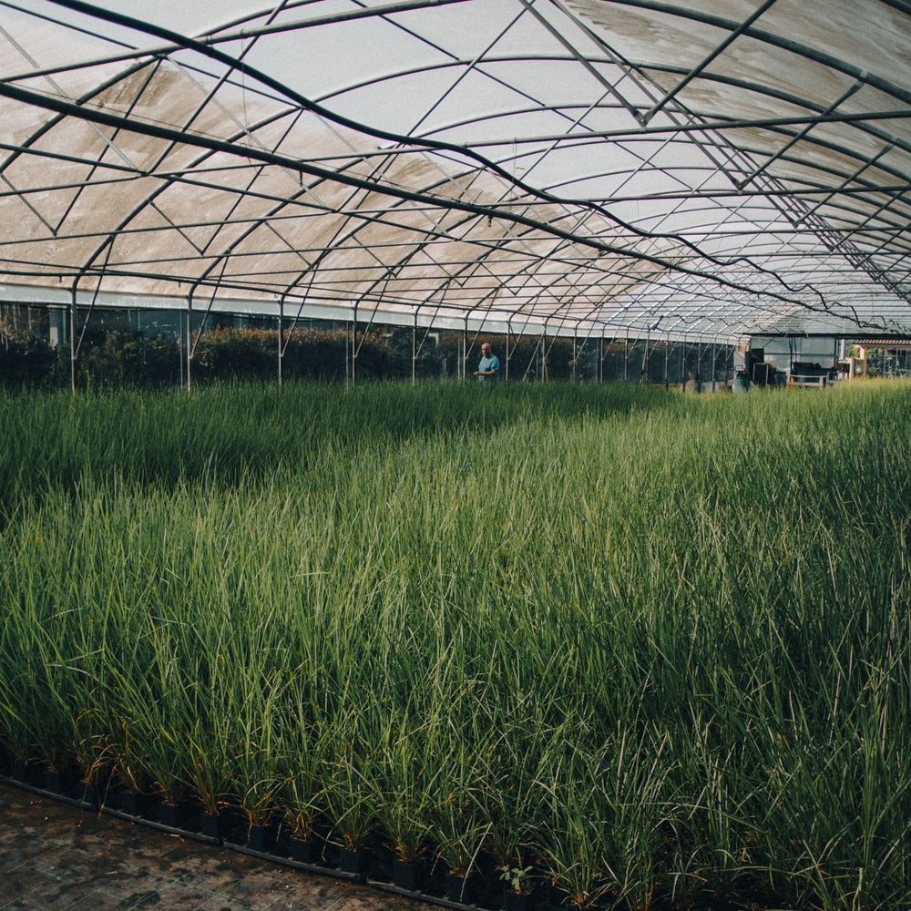 Vetiver Essential Oil from Tuscany – Narici Milano